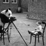 Creative Commons panda taking photograph by cheryldecarteret_Flickr Creative Commons panda taking photograph by cheryldecarteret_Flickr