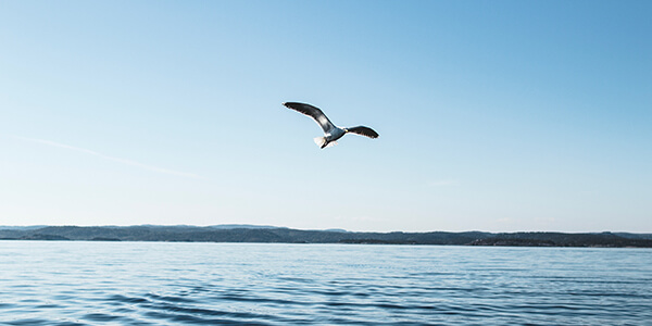 Thinking of freelancing? Bird flying over water.