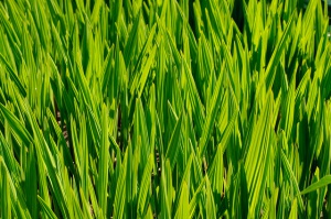 Creative Commons grass by Will Clayton_Flickr Creative Commons grass by Will Clayton_Flickr
